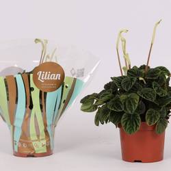 Peperomia Lilian T12 H25