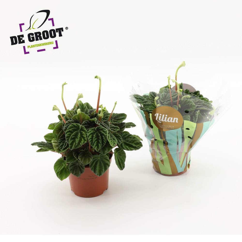 Peperomia Lilian T12 H25