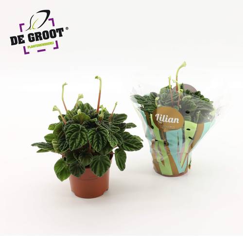 Peperomia Lilian T12 H25
