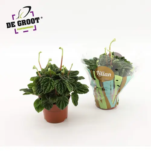 Peperomia Lilian T12 H25