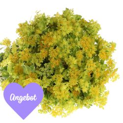 Bupleurum grün/gelb 50cm Muttertag Angebot