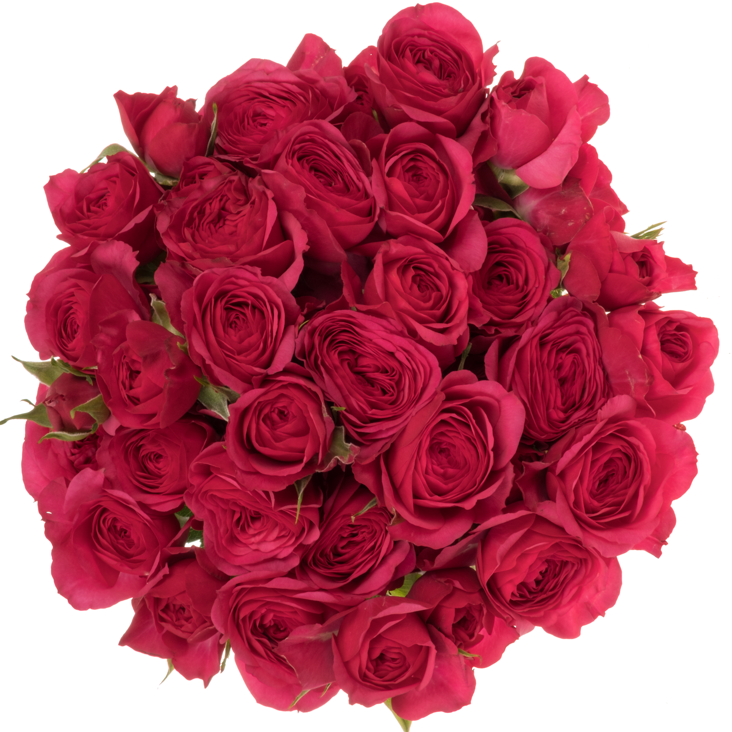Rose verzweigt fuchsia Carrie 6+Blüte 60cm