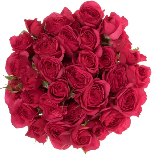 Rose verzweigt fuchsia Carrie 6+Blüte 60cm