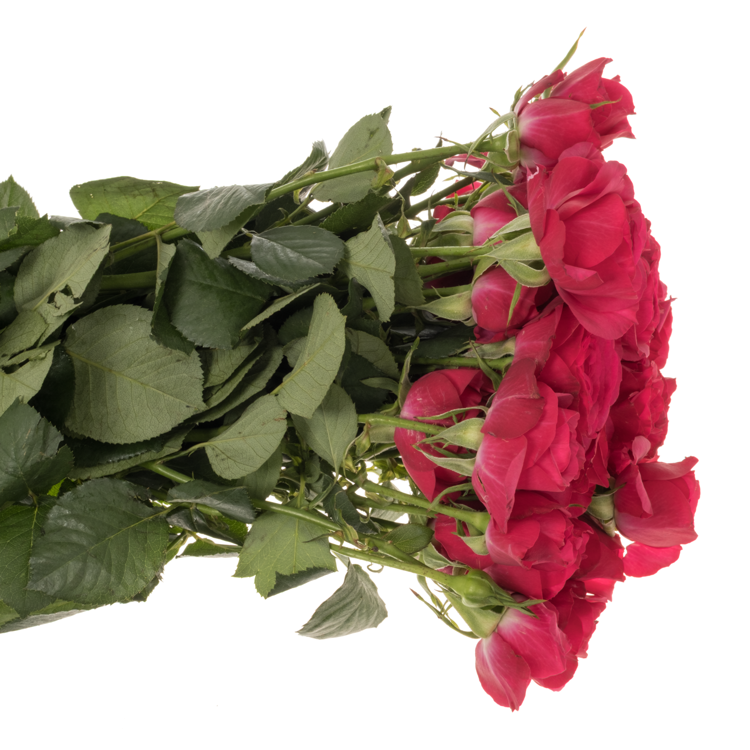 Rose verzweigt fuchsia Carrie 6+Blüte 60cm
