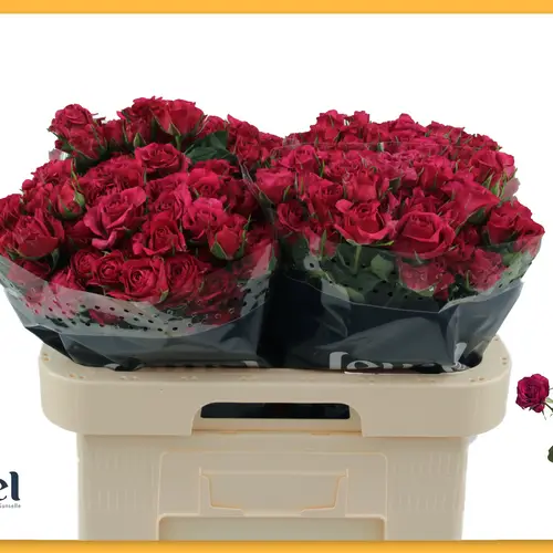 Rose verzweigt fuchsia Carrie 6+Blüte 60cm