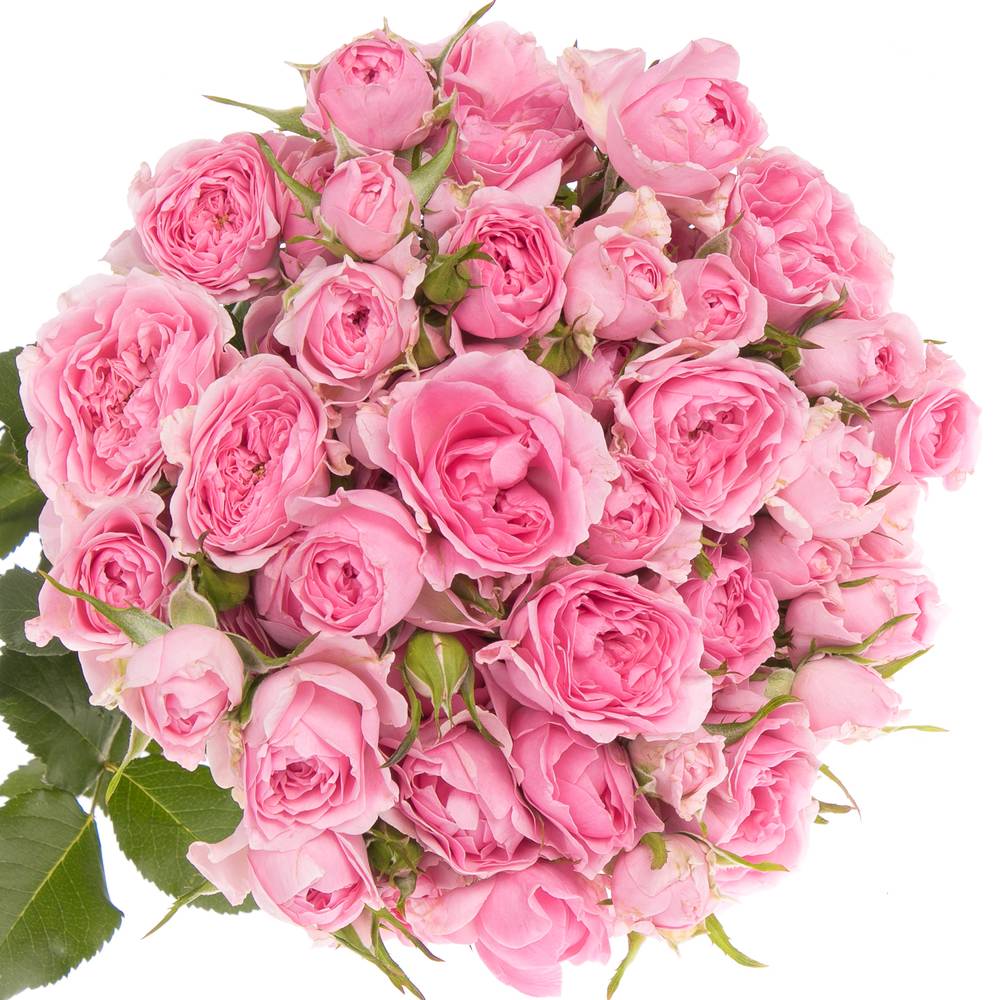 Rose rosa Freiland Grateful 40cm 3+Blüte