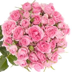 Rose rosa Freiland Grateful 40cm 3+Blüte