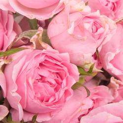 Rose rosa Freiland Grateful 40cm 3+Blüte