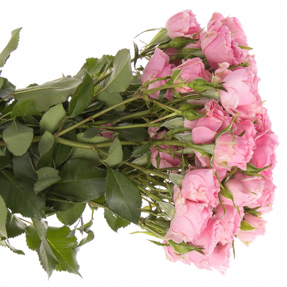 Rose rosa Freiland Grateful 40cm 3+Blüte