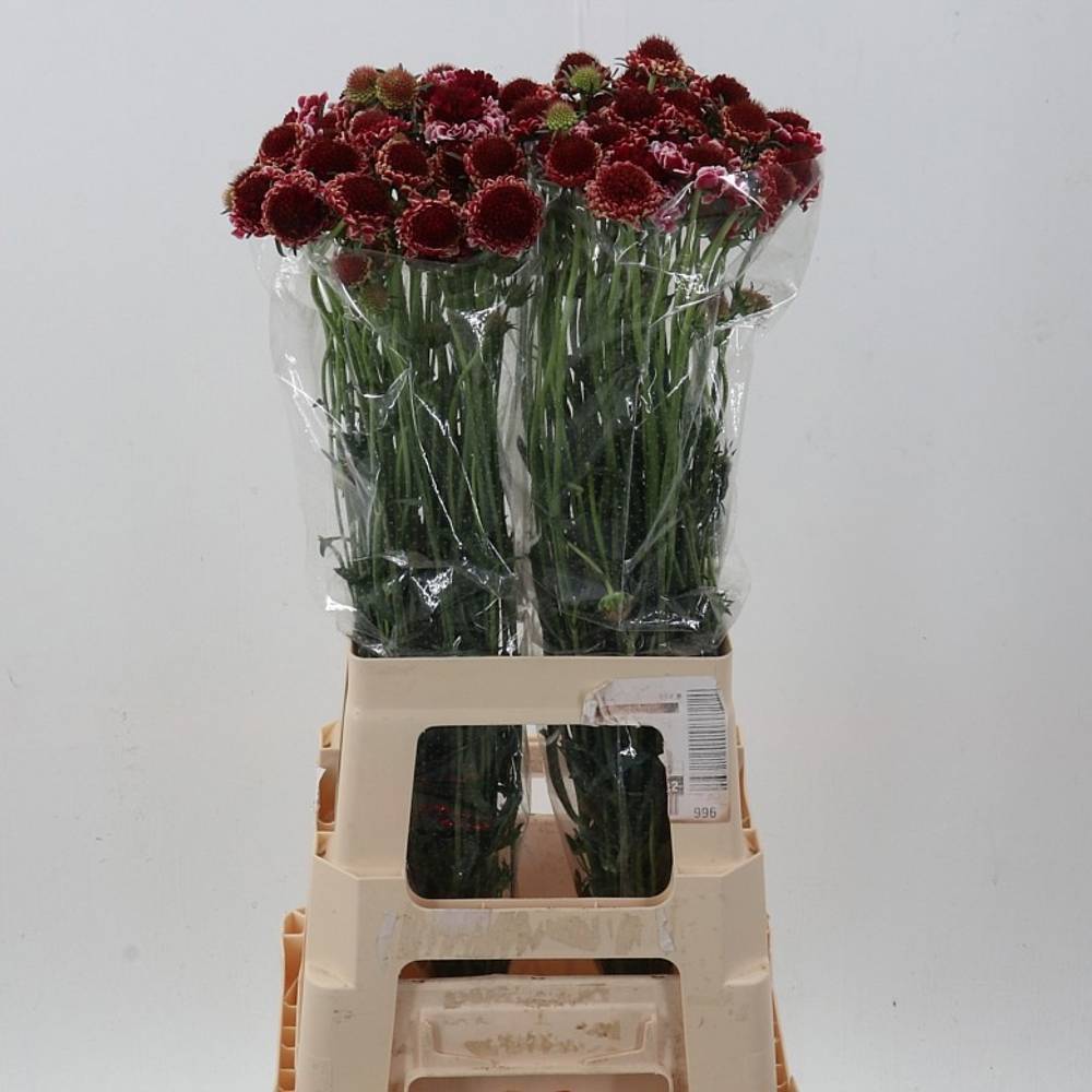 Scabiosa lila Marshmallow 70cm