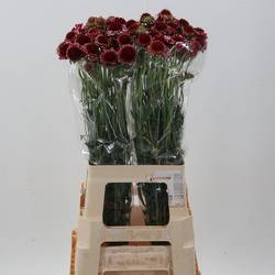 Scabiosa lila Marshmallow 70cm