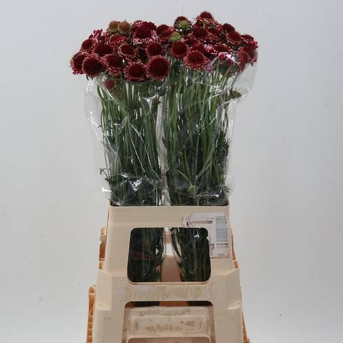 Scabiosa lila Marshmallow 70cm