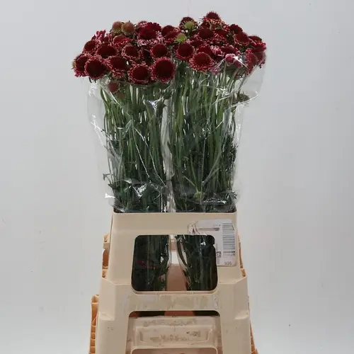 Scabiosa lila Marshmallow 70cm