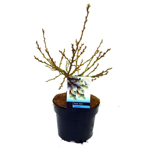 Salix Helvetica T17 H45 Strauch