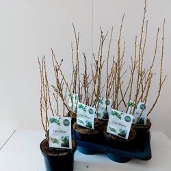 Salix Helvetica Strauch T17 H045