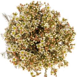 Wachsflower creme/weiss Sirius 50 Gramm 80cm