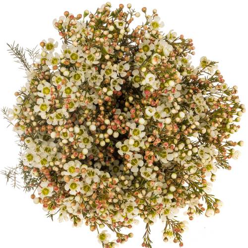 Wachsflower creme/weiss Sirius 50 Gramm 80cm