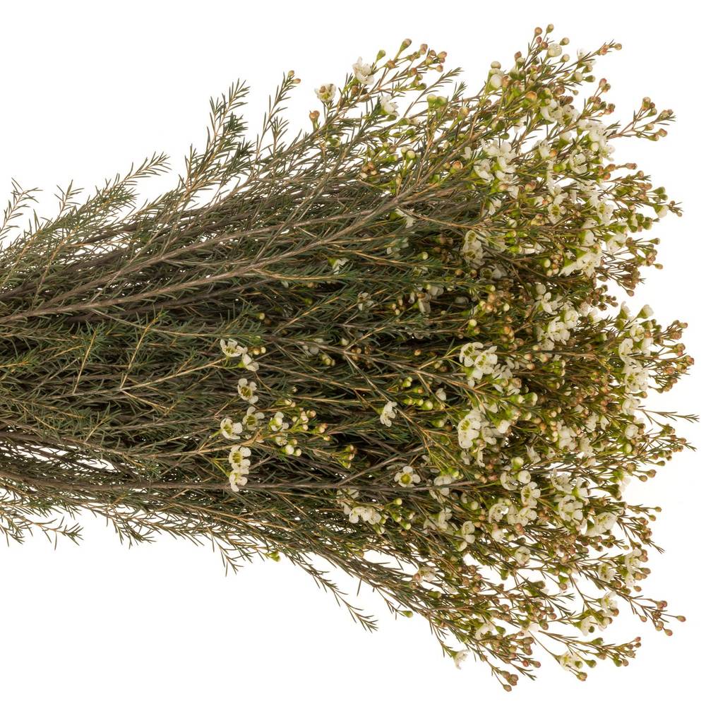 Wachsflower creme/weiss Sirius 50 Gramm 80cm