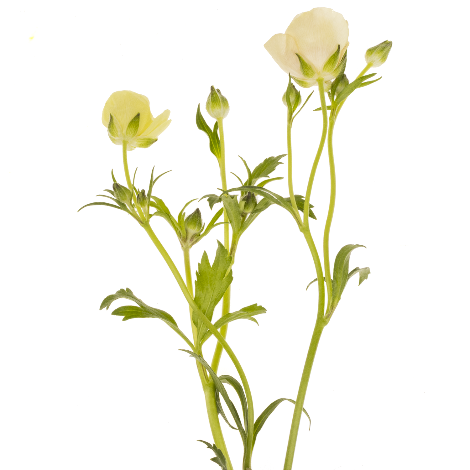 Ranunkel creme/rosa Butterfly Melissa 70cm