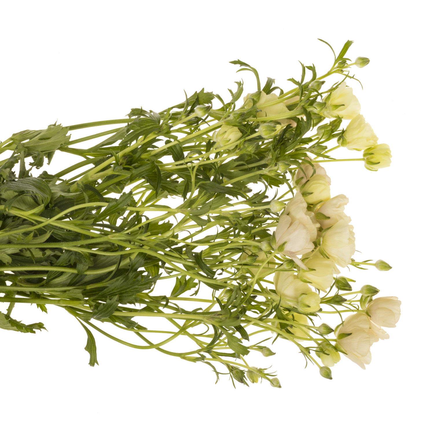 Ranunkel creme/rosa Butterfly Melissa 70cm