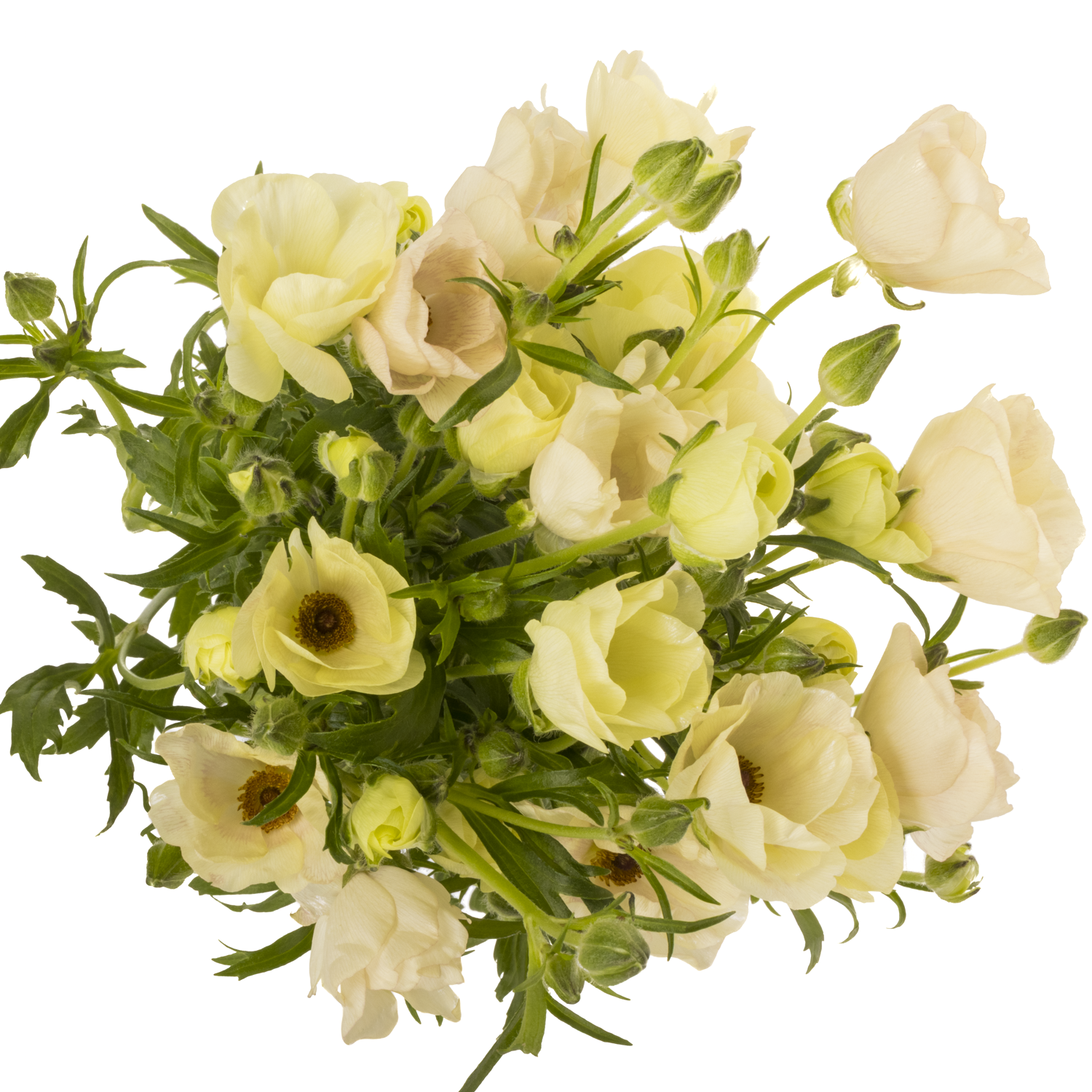 Ranunkel creme/rosa Butterfly Melissa 70cm