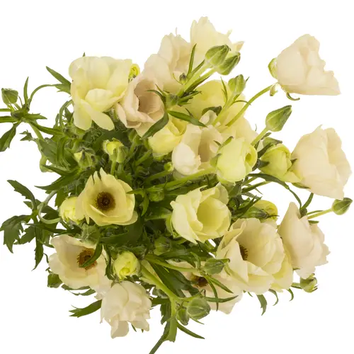 Ranunkel creme/rosa Butterfly Melissa 70cm