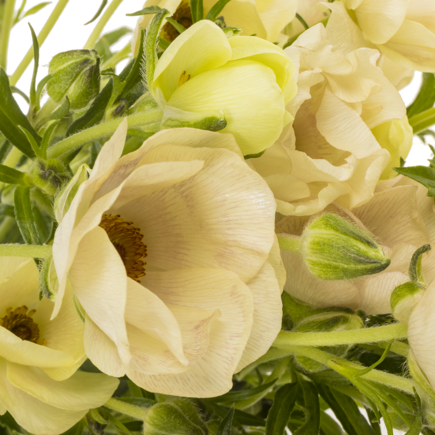 Ranunkel creme/rosa Butterfly Melissa 70cm