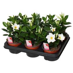 Mandeville weiss T12 H020