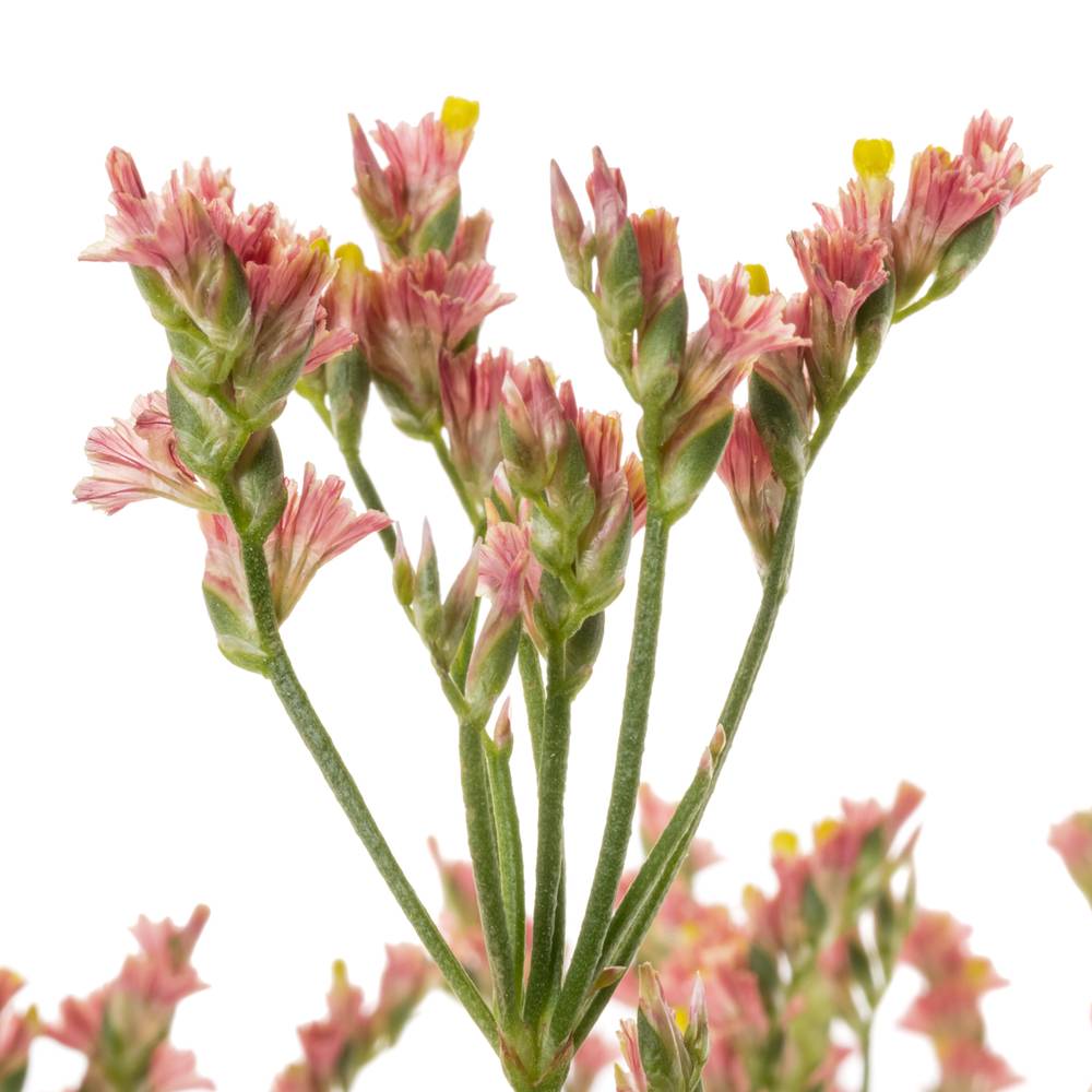 Limonium orange Inca Diamond 30 Gramm 60cm