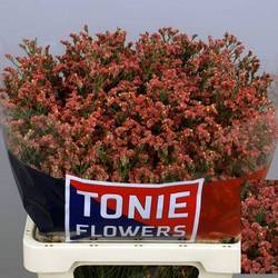 Limonium orange Inca Diamond 30Gramm 60cm
