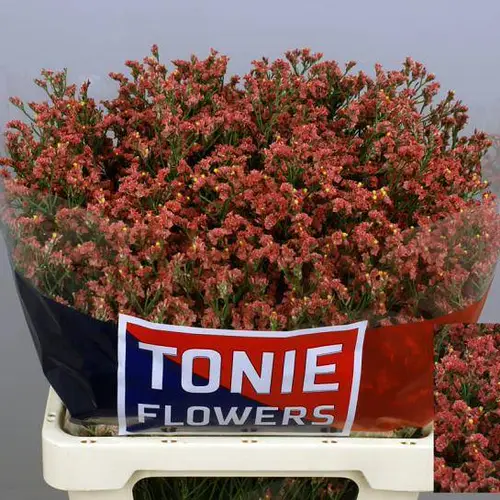 Limonium orange Inca Diamond 30Gramm 60cm