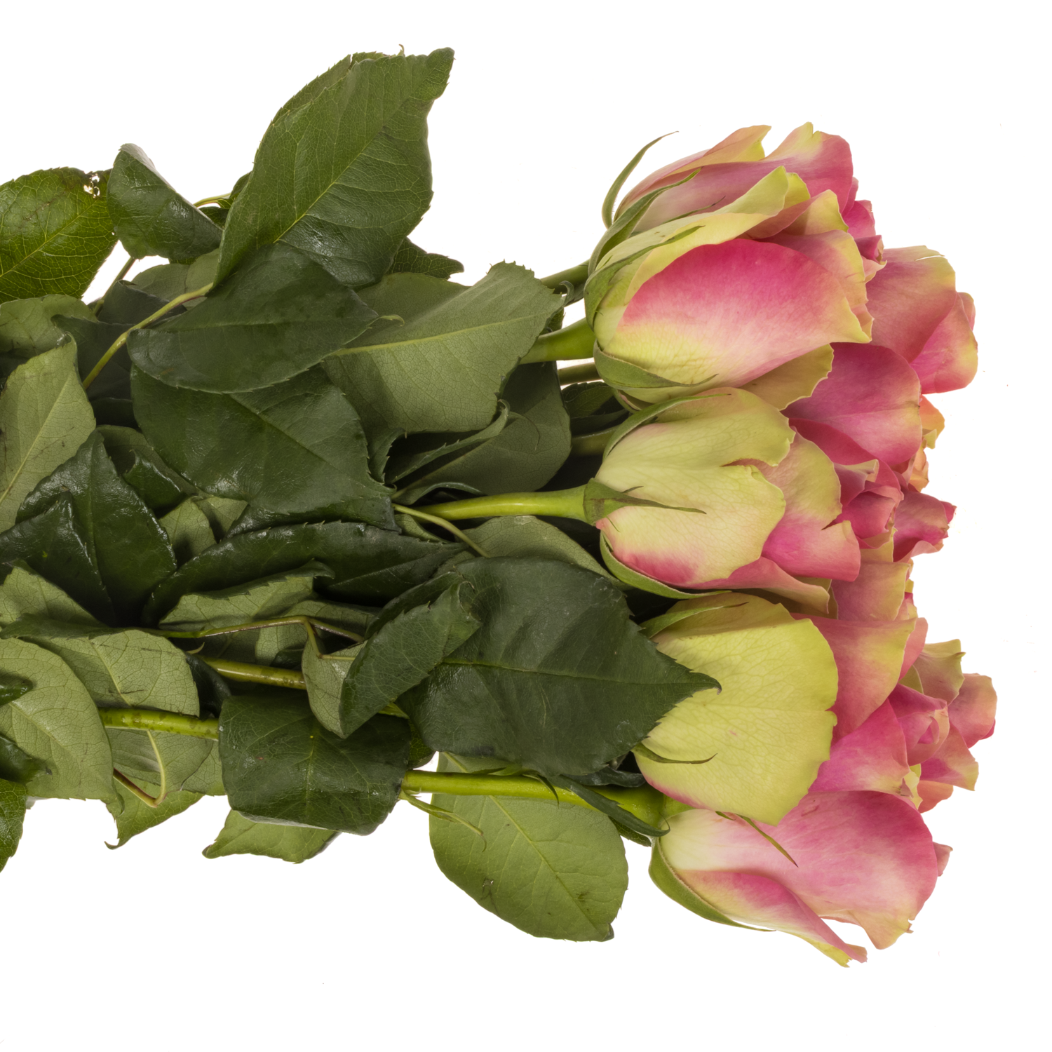 Rose rosa Bellevue 35cm