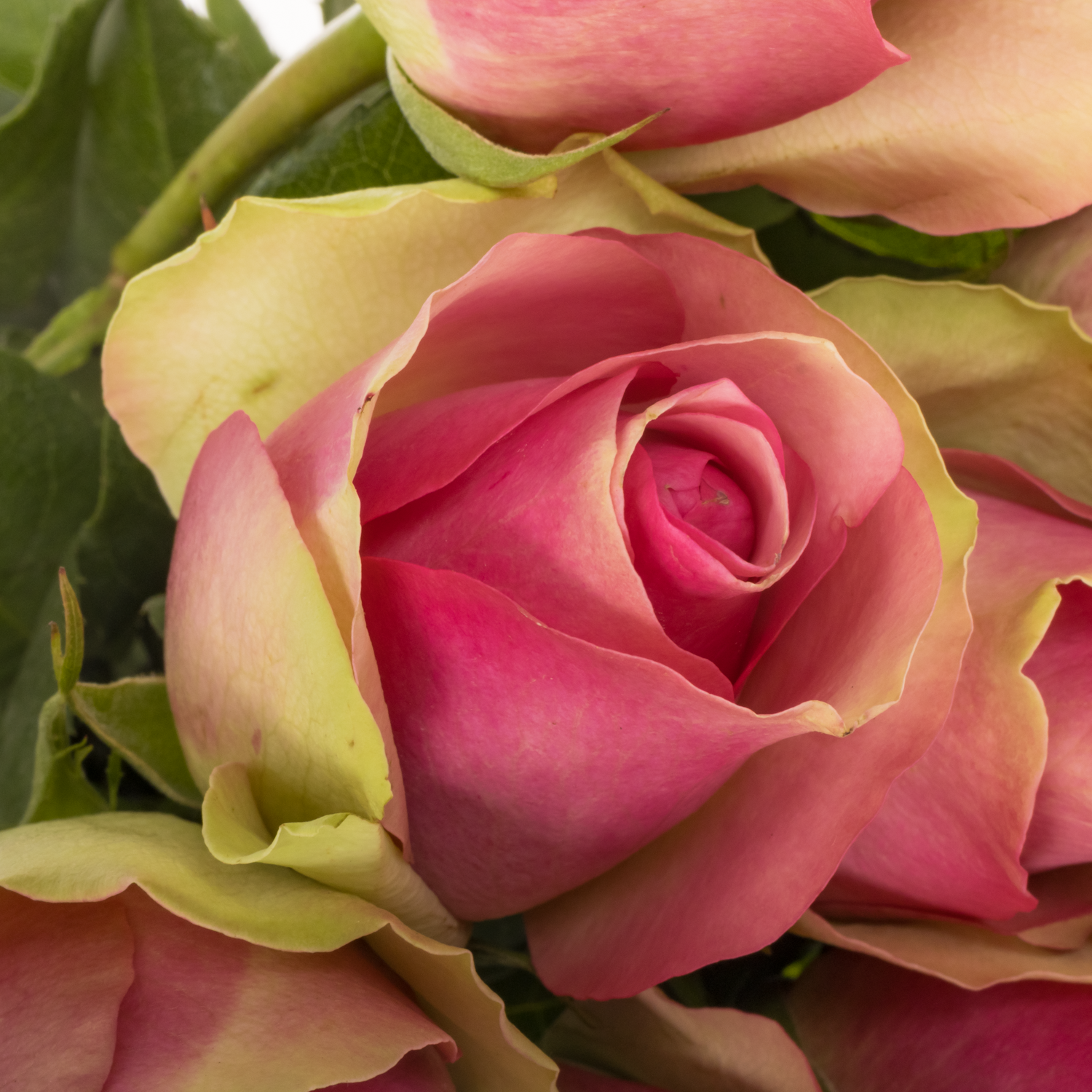 Rose rosa Bellevue 35cm