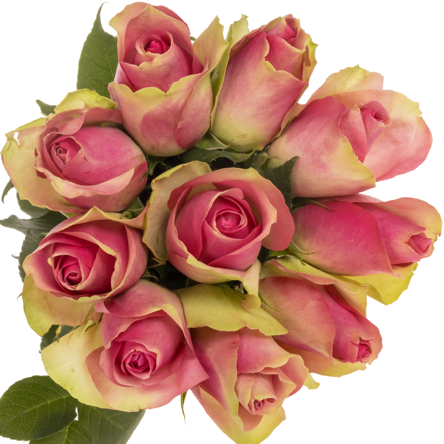 Rose rosa Bellevue 35cm