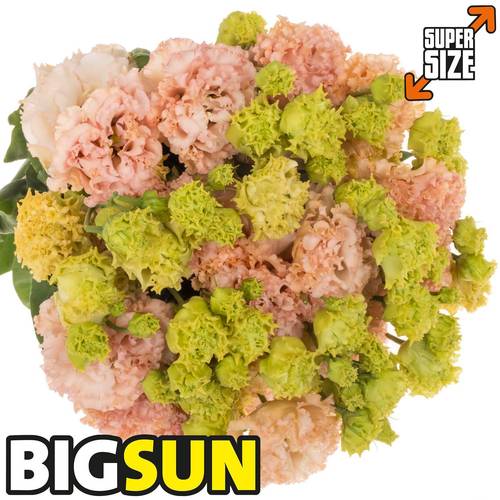 Lisianthus peach Champ Bigsun 5+Blüte 70cm