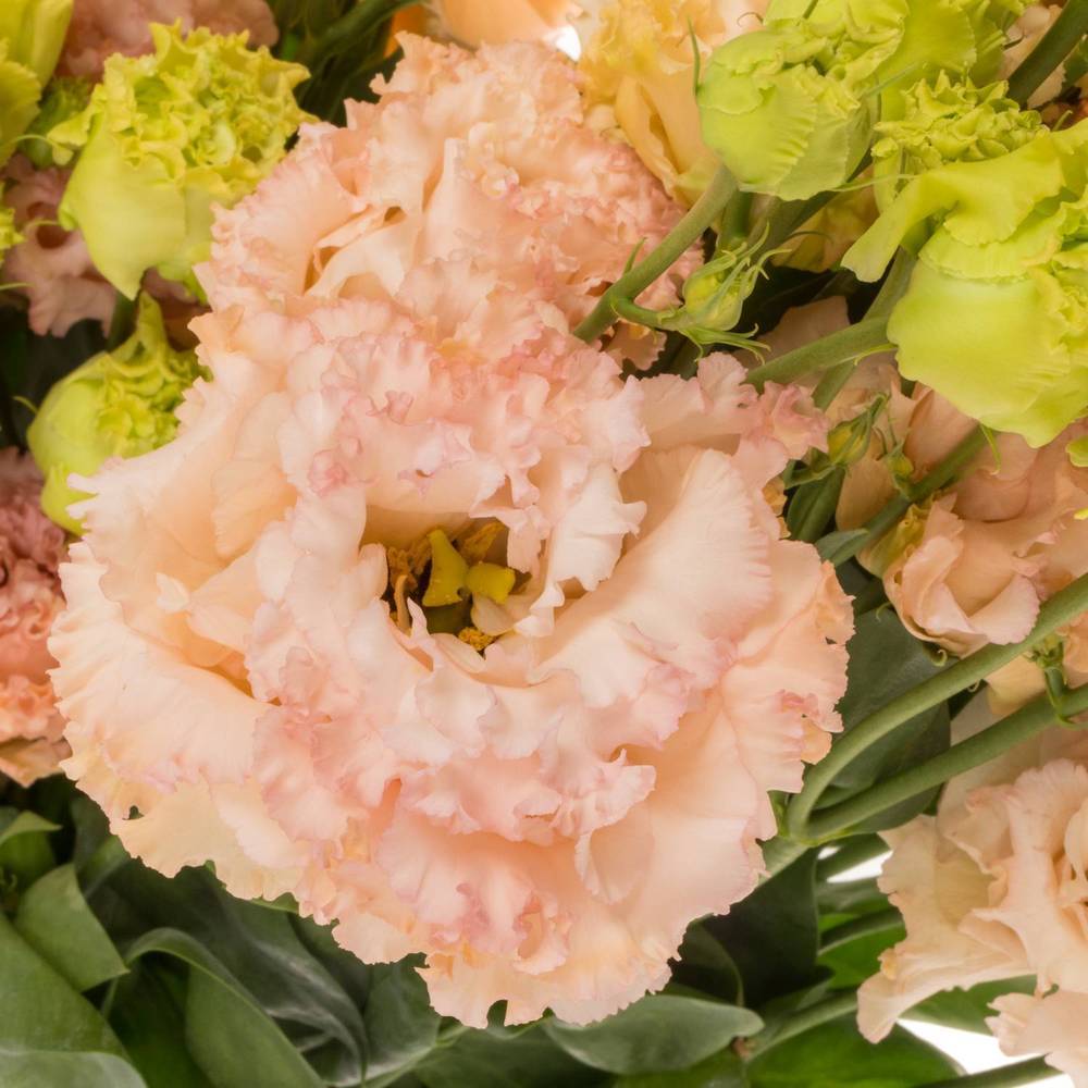 Lisianthus peach Champ Bigsun 5+Blüte 70cm