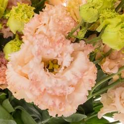 Lisianthus peach Champ Bigsun 5+Blüte 70cm
