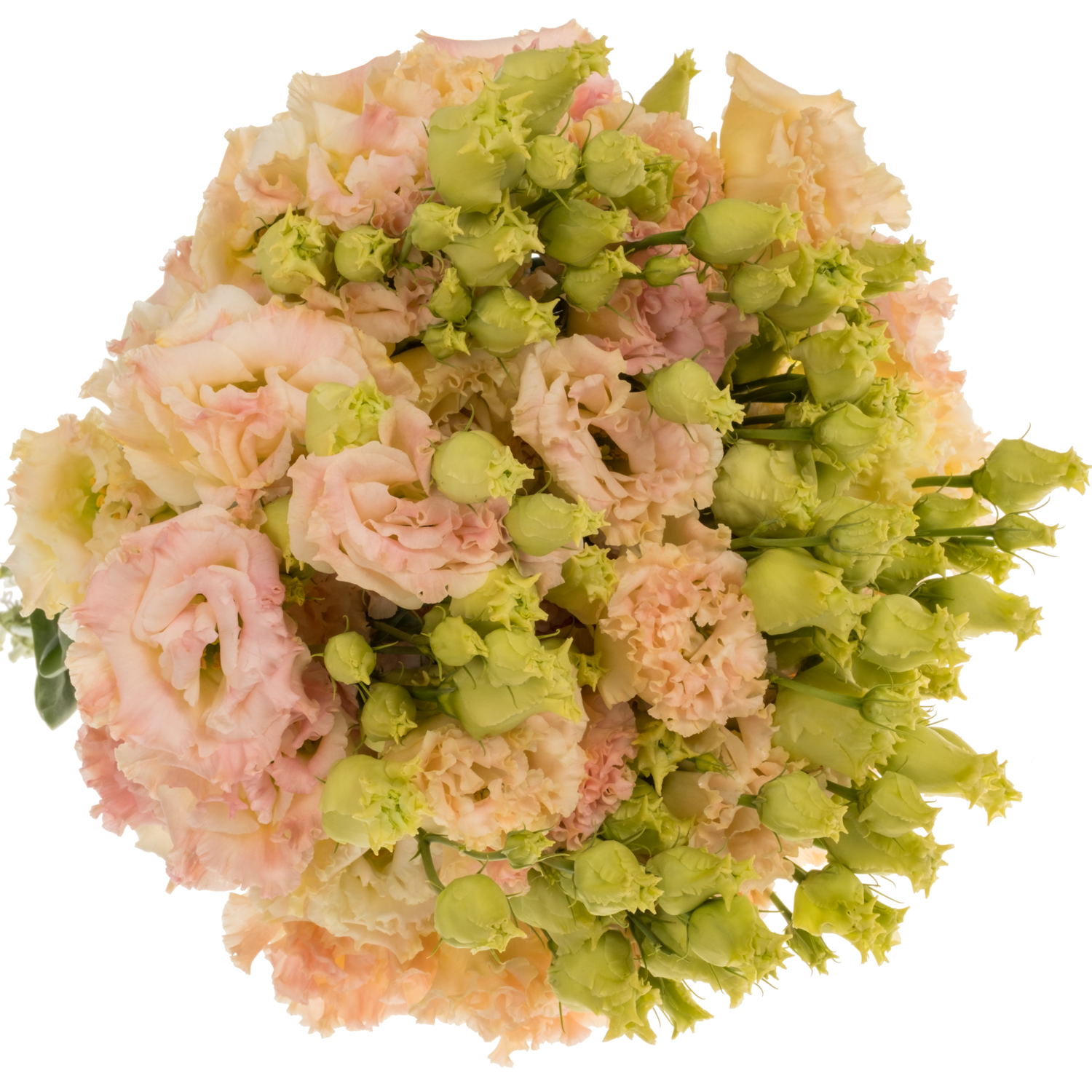 Lisianthus lachs Champange Sunrise 70cm