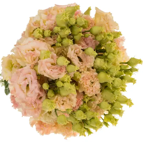 Lisianthus lachs Champange Sunrise 70cm