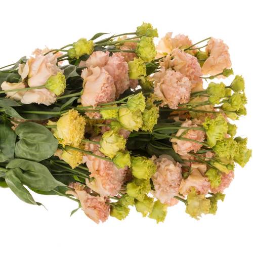 Lisianthus peach Champ Bigsun 5+Blüte 70cm