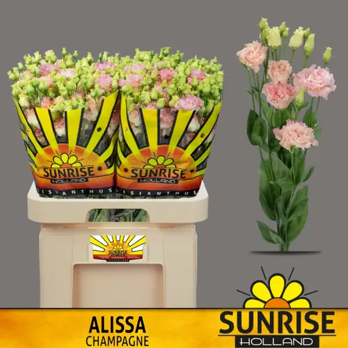 Lisianthus apricot Champange Sunrise