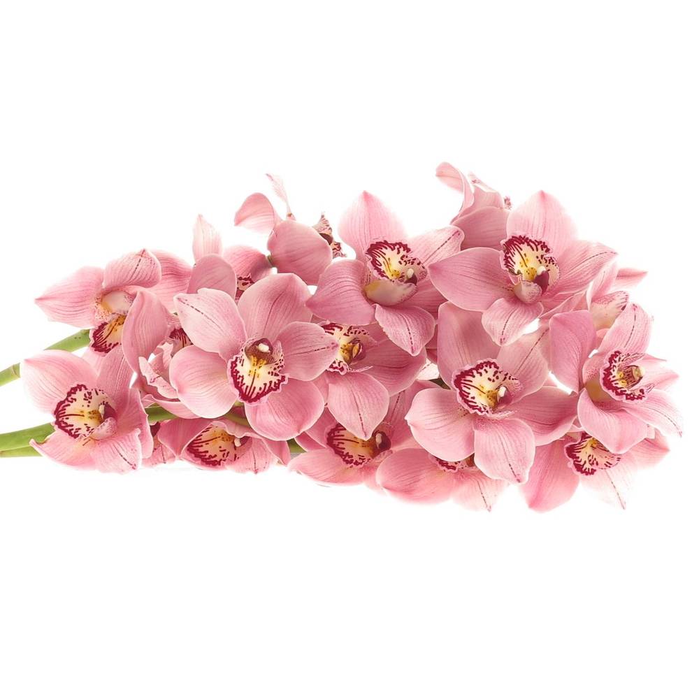 Cymbidium rosa Jetset 13+Blüte 80cm