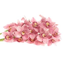 Cymbidium rosa Jetset 13+Blüte 80cm