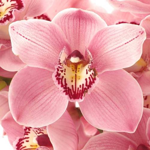 Cymbidium rosa Jetset 13+Blüte 80cm