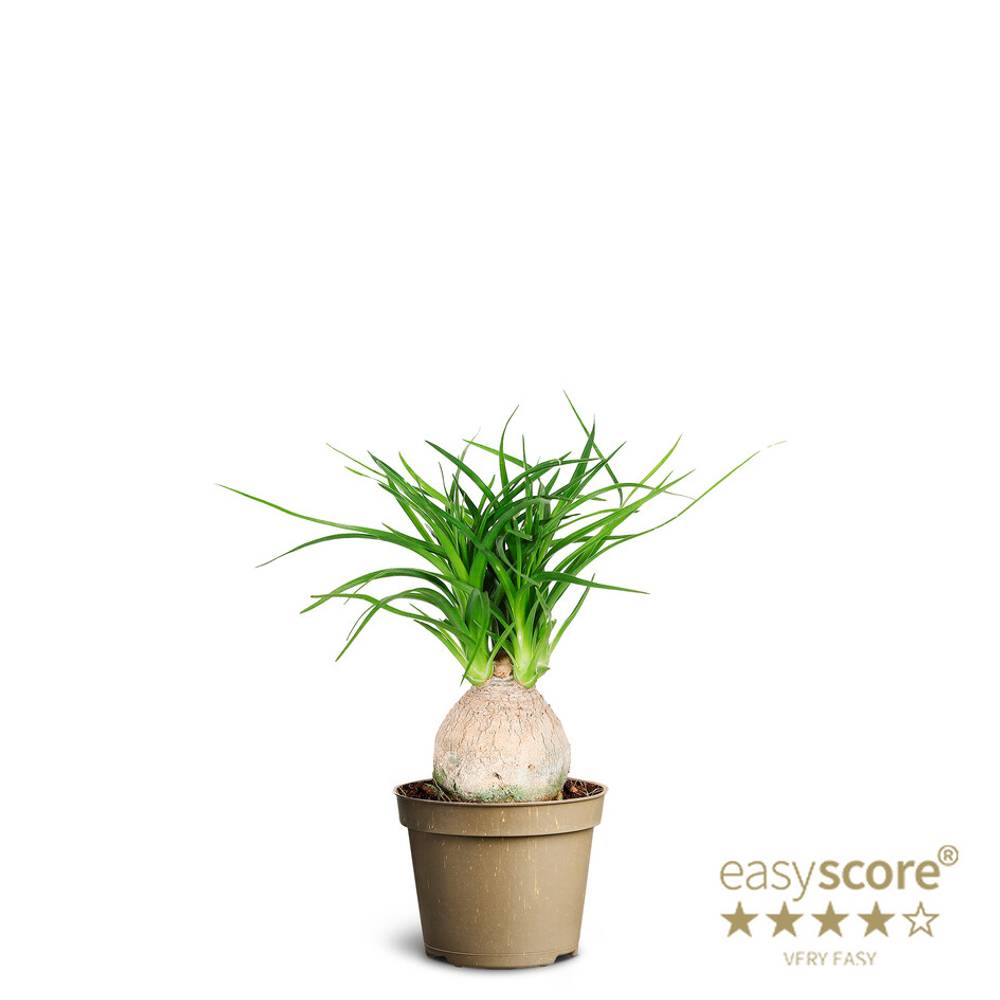 Beaucarnea Recurvata Knoll T06 H030