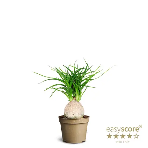 Beaucarnea Recurvata Knoll T06 H030