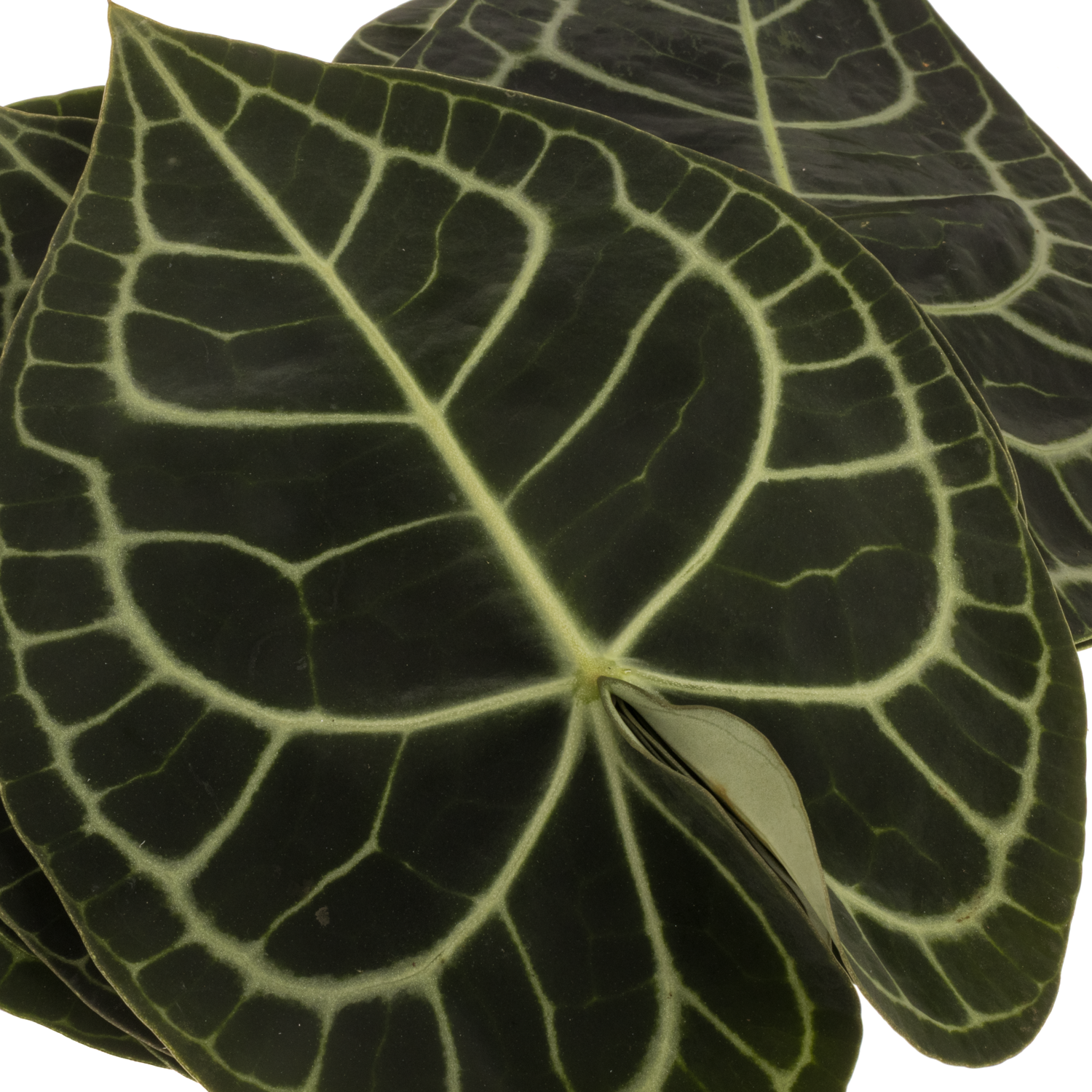 Anthurium Blatt grün Clarinervium 12cm x5