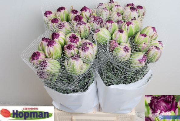 Tulpe lila/rosa doppel Wow 60 Gramm 48cm