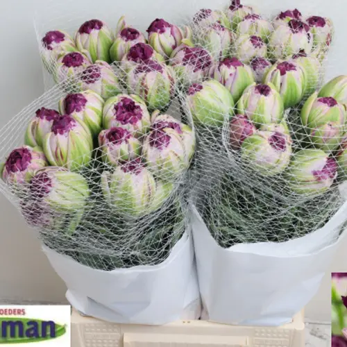 Tulpe lila/rosa doppel Wow 60 Gramm 48cm