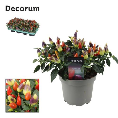 Capscium Ann. mix Multicolour Torero T13 H023